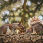 wildlife behavior insights revealed