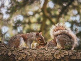 wildlife behavior insights revealed