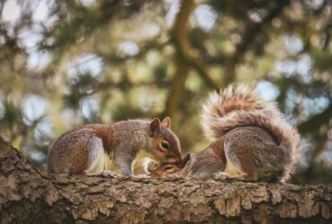 wildlife behavior insights revealed
